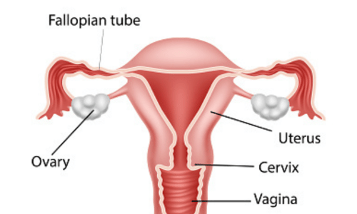 Functions of vagina in female reproductive system