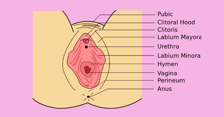 Vulva Structure