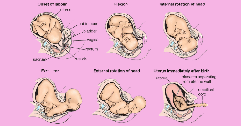 Where is the child born from