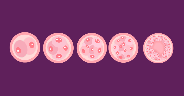 Stages of Oocyte Development