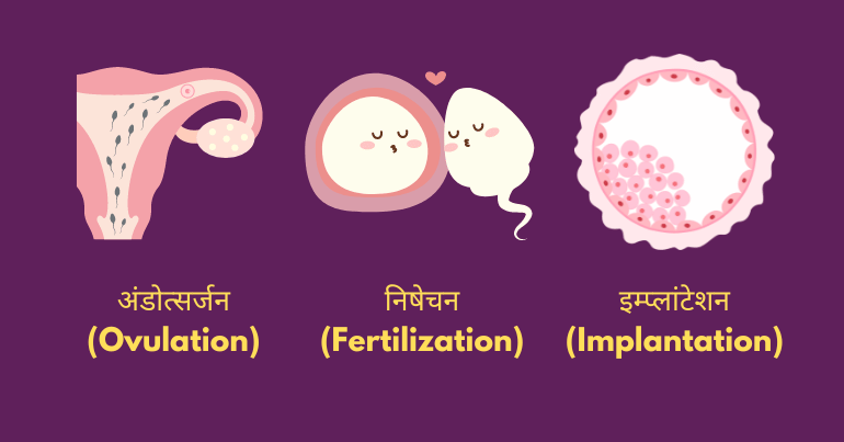 प्रेगनेंसी के स्टेज