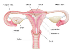 Anatomy of the Fallopian Tubes