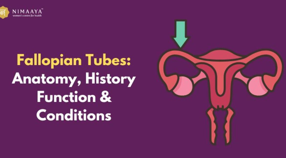 Fallopian Tubes: Anatomy, History, Function & Conditions