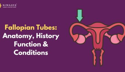 Fallopian Tubes: Anatomy, History, Function & Conditions