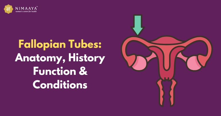 Fallopian Tubes