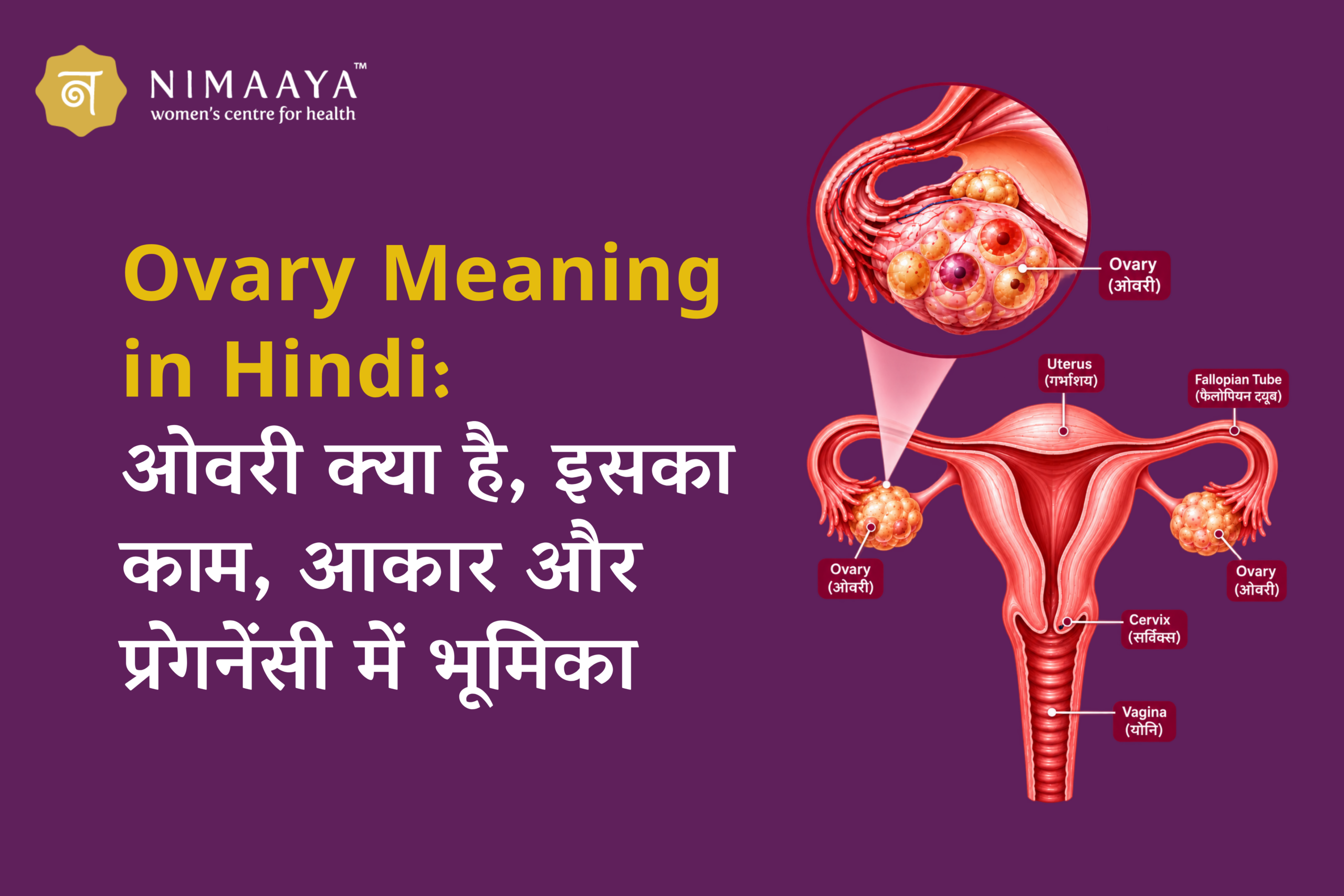 Ovary Meaning in Hindi: ओवरी क्या है, इसका काम, आकार और प्रेगनेंसी में भूमिका
